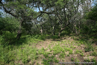 Typical South Texas creek bottom at Brushy Hill. Brushy Hill Ranch offers the most affordable bowhunting in South Texas. Located in Uvalde county, the area is famous for producing world-class trophy whitetails! Book your next South Texas bowhunt at Brushy Hill Ranch!