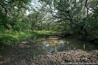 Mud wallow in a heavily wooded creek bottom. Brushy Hill Ranch offers bowhunters the best prices for trophy hunting in south Texas - Trophy whitetail, Rio Grande Turkey, wild hogs, wild boar & exotics! There is NO day lease in Texas that offers more acres or more acres per hunter than Brushy Hill Ranch. We have been featured on Drury Outdoors' Bow Madness more than 10 times and continue to be a favorite of our friend, John O'Dell