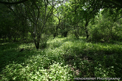 Heavily wooded area in the 'Hog Heaven South' pasture. Brushy Hill Ranch offers affordable hunting to bowhunters year-round. If you're looking for an inexpensive place, with cheap prices and great hunting- YOU JUST FOUND IT! Book your next affordable South Texas Bowhunt at Brushy Hill Ranch!