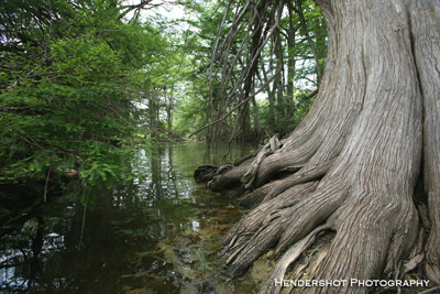 Ancient Cypress tree along the banks of the Sabinal River. Teeming with wildlife, the cheap prices at 