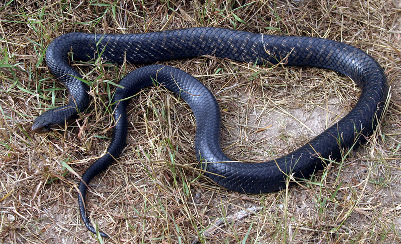 Texas Indigo Snake - Click Here to see full-size image! Please DO NOT kill these snakes- they eat rattlesnakes!